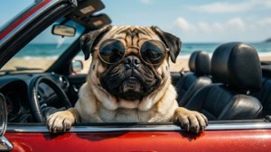 Cool Pug