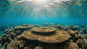Coral Reef Aerial