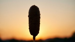 Corn Dog Silhouette