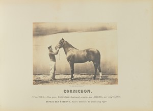 Cornichon