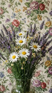 Cottagecore Daisies