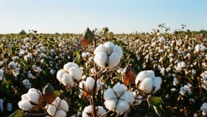 Cotton Field Whiteness