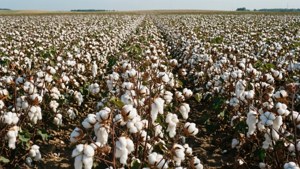 Cotton Harvest