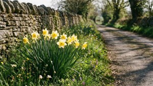 Country Lane Narcissus