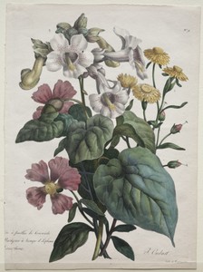 Cours d'Histoire Naturelle, contenant les principales espèces du règne animal, classées methodiquemenet:  Martynia or Unicorn Plant