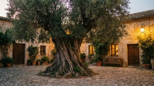 Courtyard Olive Evening