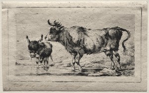 Cow and Ass