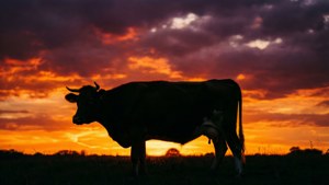 Cow at Sunset