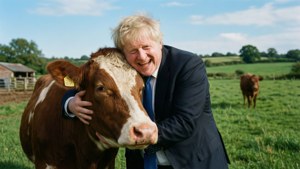 Cow Hug Boris