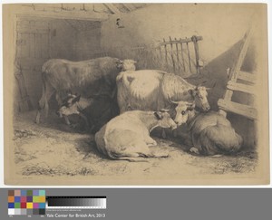 Cow Shed
