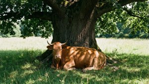 Cow Under Oak Tree