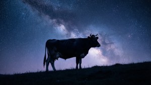 Cow Under the Milky Way