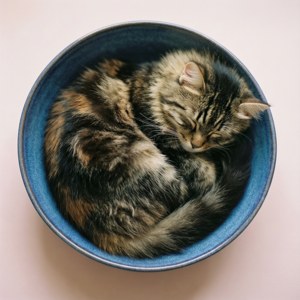 Cozy Bowl Nap