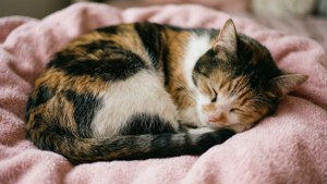 Cozy Catnap