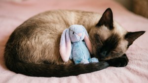 Cozy Nap Time