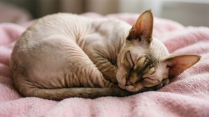 Cozy Nap Time