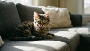 Cozy Toyger Indoors
