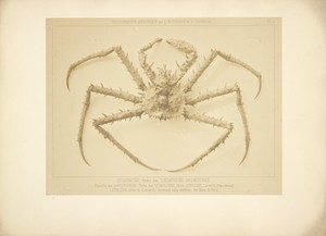 [Crab]