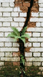 Cracked Brick with Fern