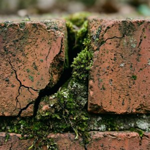 Cracked Brick with Moss