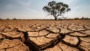 Cracked Earth Tree