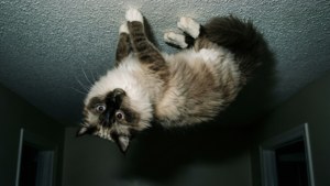Crawling Shadow
