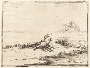 Crayfish Looking at the Sun