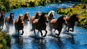 Creek Splash Dash
