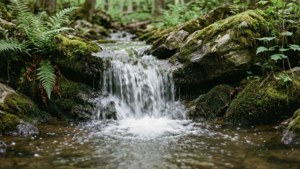 Creek Waterfall Moss