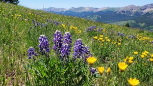 Crested Butte Wildflowers