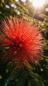 Crimson Mimosa Glow