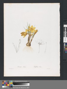 Crocus Luteus (Crocus Aureus or Golden Crocus) and Safran Jaune, Plate 196 from Les Liliacées, volume 4, Paris, 1802-1816