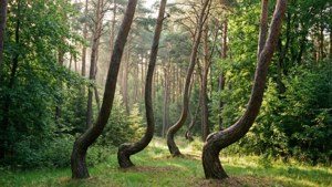 Crooked Forest Mystery