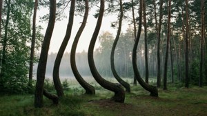 Crooked Forest Mystery
