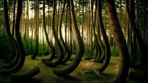 Crooked Forest Mystery
