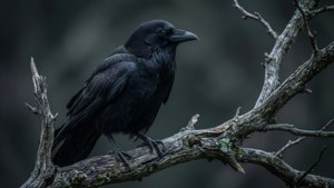 Crow on Branch