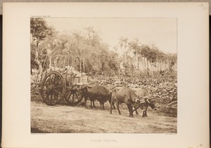 Cuban Ox-team