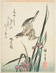 Cuckoo flying over iris