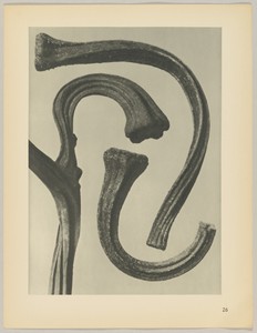 Cucurbita