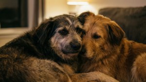Cuddling Canines