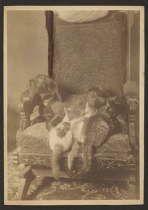 [Cuddling Cats and Dog]