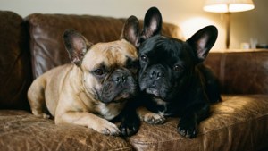 Cuddling Frenchie Duo