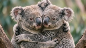 Cuddling Koalas
