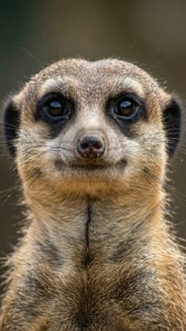Curious Gaze