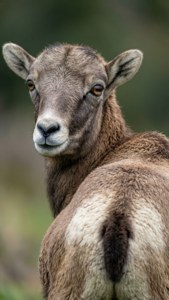 Curious Glance