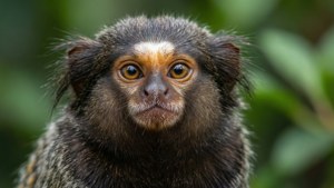 Curious Marmoset Close-Up
