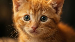Curious Oliver Close-Up