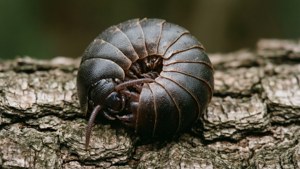Curled Up on Bark