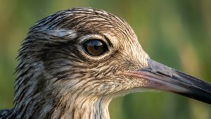 Curlew Close-Up