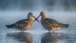 Curlew Duo